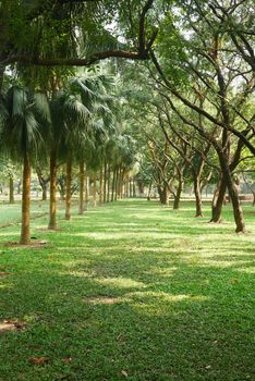 walking through a forest ,