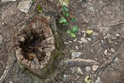 Cut tree trunk with hole in the middle. Plants around, empty space, leaves of