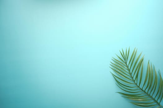 Tropical background i with palm leaf and green color,