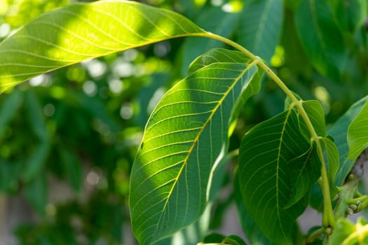 Green walnut leaves close up. Sunbeams.