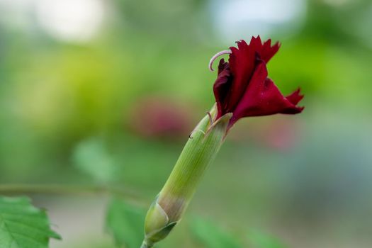 Unblown red flower bud on a beautiful blurred background. Soft focus.