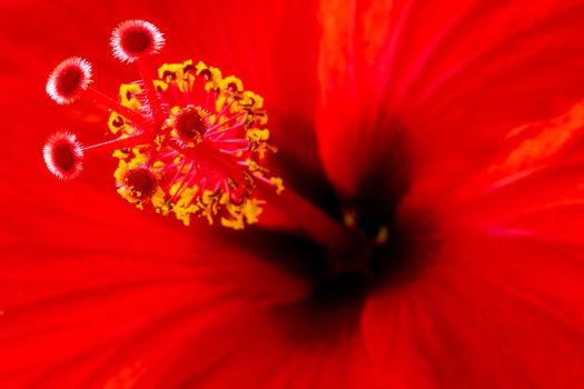 Red flower close up photographed from the bottom angle. Macro photography. Soft focus.