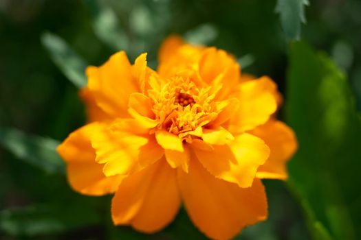 Yellow marigold on a green background.