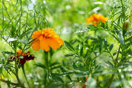 Yellow marigold on a green background.