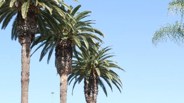 Palms in Los Angeles, California, USA. Summertime aesthetic of Santa Monica and Venice Beach on Pacific ocean. Clear blue sky and iconic palm trees. Atmosphere of Beverly Hills in Hollywood. LA vibes.