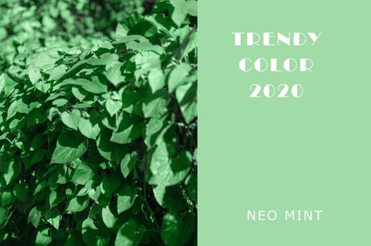 Ivy plant in Neo Mint color. Juicy tones in a new mint color. Abstract light green background with vibrant colors. Copy space layout for design
