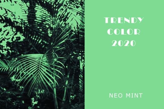 Plant in color Neo Mint. Juicy tones in a new mint color. Palm branches. Lush green plants. Abstract light green background with vibrant colors. Copy space. mockup for design