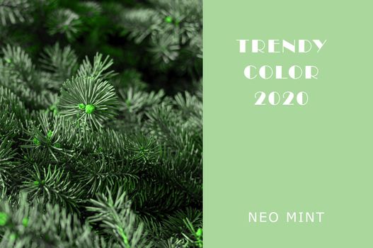 Christmas tree branches in Neo Mint color. Juicy tones in a new mint color. Abstract light green background with vibrant colors. Copy space layout for design