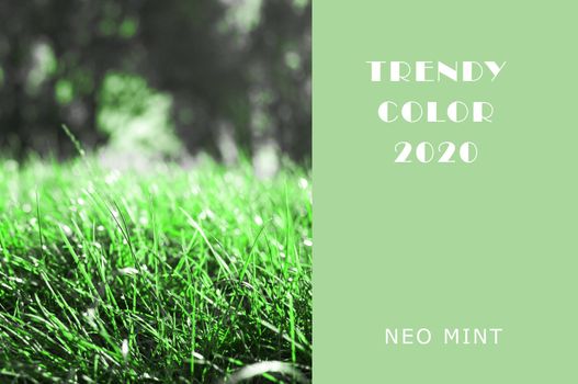 Neo Mint grassy lawn. Juicy tones in a new mint color. Abstract light green background with vibrant colors. Copy space layout for design.