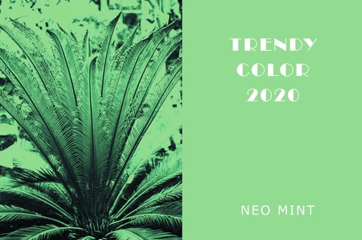 Plant in color Neo Mint. Juicy tones in a new mint color. Palm branches. Lush green plants. Abstract light green background with vibrant colors. Copy space. mockup for design
