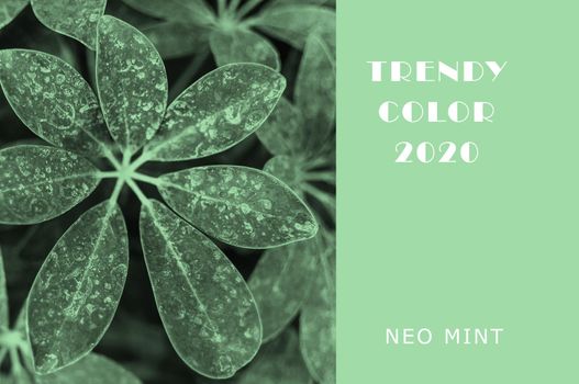 Plant in color Neo Mint. Juicy tones in a new mint color. Abstract light green background with vibrant colors. Copy space. mockup for design