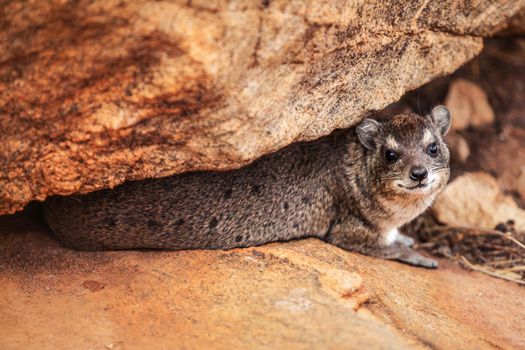 Rock hyrax (Procavia capensis) hiding between large stones. Amboseli national park, Kenya.