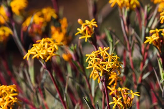 Bright yellow curry flower (Gnidia capitata) flower heads in bloom, South Africa