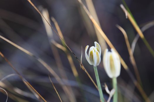 Small white albuca lily (Albuca setosa) flower head bud in natural grassland abstract, South Africa