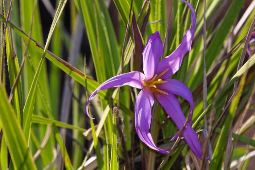 Vibrant flowering black stick lily plant (Xerophyta retinervis), South Africa