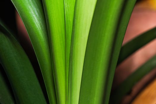 Radiant bush lily leaves (Clivia miniata) bright green plant leaf abstract, South Africa