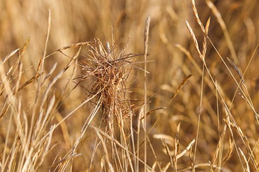 Naturally entangled clump of black spear grass seeds (Heteropogon contortus), South Africa