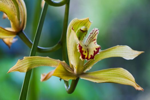 Flowering cymbidium boat orchid plant (Ania penangiana x Cymbidium sanderae) flower blossom close-up, South Africa