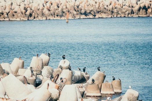 The seashore is reinforced with concrete tetrapods. Protection of the shore from blurring. Sea waves. Concrete tetrapod breakwaters lie all along the coast.