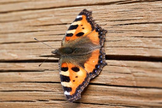 Orange butterfly with open wings on a wooden background. Butterfly close up