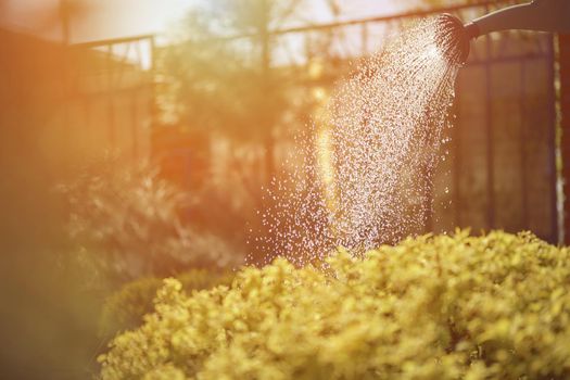 Green bush is watered from a watering can in the afternoon in garden. Sunny day, blue sky and fence. Concept of gardening care. Close up