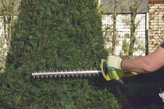 Hands of unknown gardener in colorful gloves are trimming the overgrown green thuja with electric hedge trimmer on sunny backyard. Worker landscaping garden. Modern pruning tool. Close up