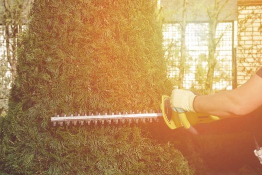 Hands of unknown gardener in colorful gloves are trimming the overgrown green thuja with electric hedge trimmer on sunny backyard. Worker landscaping garden. Modern pruning tool. Close up