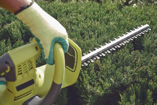 Hands of unknown worker in colorful gloves are trimming the overgrown green bush with electric hedge trimmer in sunny garden. Unknown person is clipping hedge. Professional pruning tool. Close up