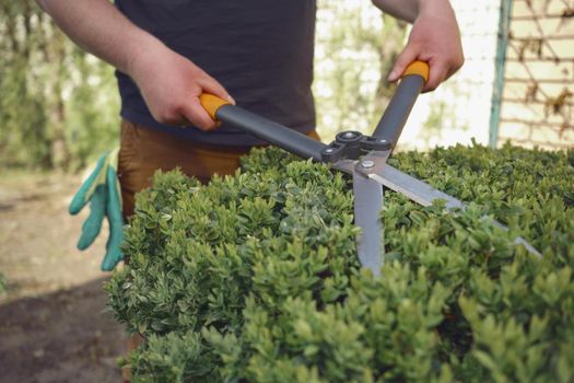 Man with bare hands is trimming a green shrub using hedge shears on his backyard. Gloves in pocket. Worker landscaping garden, clipping hedge in spring. Professional pruning tool. Sunny day. Close up