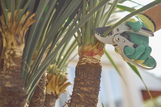 Hand of unknown gardener in colorful glove is trimming green yucca or small palm tree with pruning shears on sunny backyard. Worker landscaping garden. Professional pruning tool. Close up