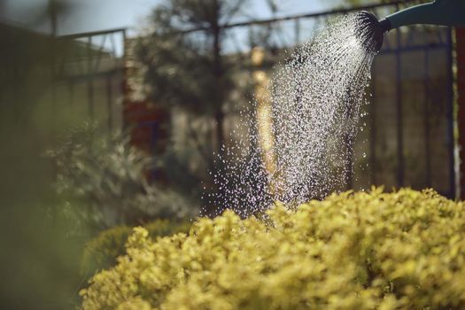 Green bush is watered from a watering can in the afternoon in garden. Sunny day, blue sky and fence. Concept of gardening care. Close up