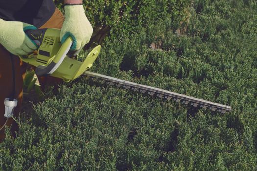 Hands of unknown worker in yellow gloves are trimming the overgrown green bush with electric hedge trimmer on sunny backyard. Unknown gardener clipping hedge. Modern pruning tool. Close up