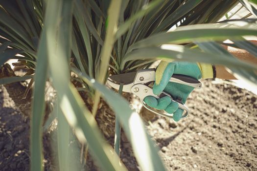 Hand of unknown human in colorful glove is cutting green yucca or small palm tree with pruning shears on sunny garden. Worker is landscaping backyard. Professional pruning tool. Close up