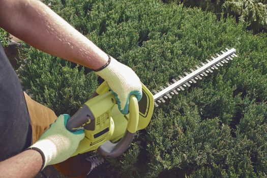 Hands of unrecognizable gardener in casual clothes and colorful gloves are trimming the overgrown green shrub with electric hedge trimmer on sunny backyard. Professional pruning tool. Close up