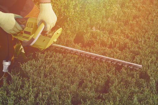 Hands of unknown worker in yellow gloves are trimming the overgrown green bush with electric hedge trimmer on sunny backyard. Unknown gardener clipping hedge. Modern pruning tool. Close up