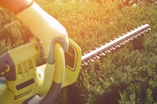 Hands of unknown worker in colorful gloves are trimming the overgrown green bush with electric hedge trimmer in sunny garden. Unknown person is clipping hedge. Professional pruning tool. Close up