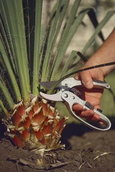 Bare hand of unknown man is cutting green yucca or small palm tree with pruning shears in sunny garden. Worker is landscaping backyard. Modern pruning tool. Close up