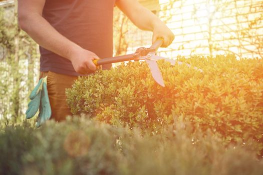 Guy with bare hands is trimming a green shrub using sharp hedge shears in his garden. Gloves in pocket. Worker is clipping hedge in summer sunny day. Professional pruning tool. Close up