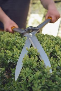 Bare hands of unknown gardener are trimming green bush using sharp hedge shears on his backyard. Worker landscaping garden, clipping hedge in summer sunny day. Modern pruning tool. Close up