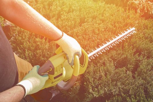 Hands of unrecognizable gardener in casual clothes and colorful gloves are trimming the overgrown green shrub with electric hedge trimmer on sunny backyard. Professional pruning tool. Close up