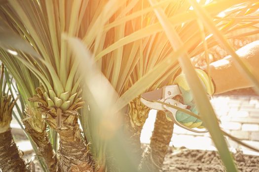 Hand of unrecognizable gardener in colorful glove is clipping green yucca or small palm tree with pruning shears in a yard. Worker is landscaping backyard. Sunny day. Modern pruning tool. Close up