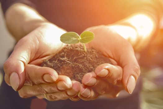 Woman agronomist is holding handful of soil with small green seedling for spring planting. Concept of nature and agriculture. Sunny day, close up