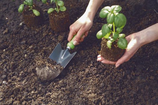 Hand of unrecognizable woman is using small garden shovel and holding young green basil sprout or plant in soil. Ready for planting. Organic eco seedling. Gardening concept. Sunlight, ground. Close-up