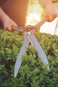 Bare hands of unknown gardener are trimming green bush using sharp hedge shears on his backyard. Worker landscaping garden, clipping hedge in summer sunny day. Modern pruning tool. Close up