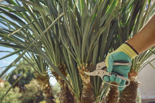 Hand of unknown worker in colorful glove is cutting green yucca or small palm tree with pruning shears on sunny backyard. Garden landscaping. Modern pruning tool. Close up