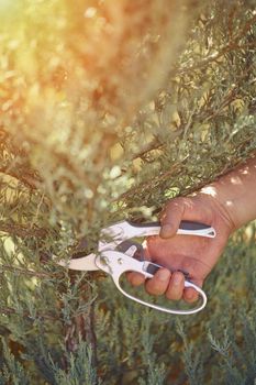 Bare hand of unrecognizable grower is clipping green thuja or juniper with sharp pruning shears in sunny park. Worker landscaping garden. Professional pruning tool. Close up