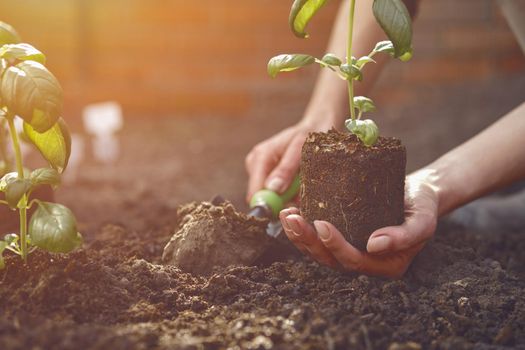 Hand of unrecognizable gardener is digging by small garden shovel and holding young green basil seedling or plant in soil. Ready for planting. Organic eco gardening concept. Sunlight, ground. Close-up