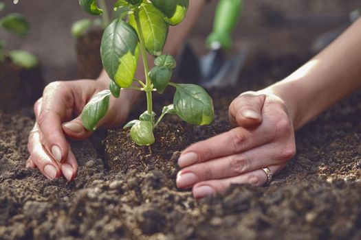 Hands of unknown lady are planting young green basil sprout or plant in fertilized ground. Organic eco seedling. Gardening concept. Sunlight, soil, small garden shovel. Close-up