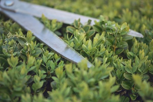 Sharp hedge shears are on an overgrown green bush, on backyard. Landscaping garden, clipping hedge in summer. Modern pruning tool. Sunny day. Close up