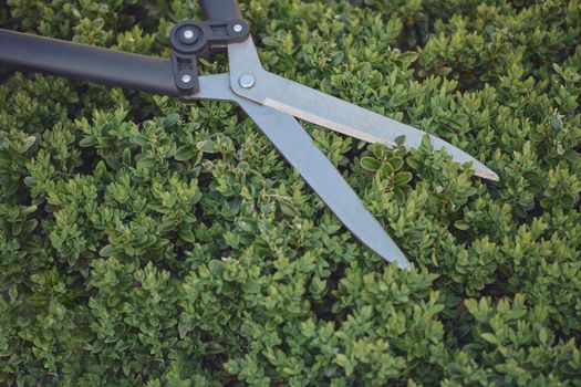 Big sharp hedge shears scissors with black handles are on a green shrub, in garden. Landscaping and clipping hedge in spring. Professional pruning tool. Close up